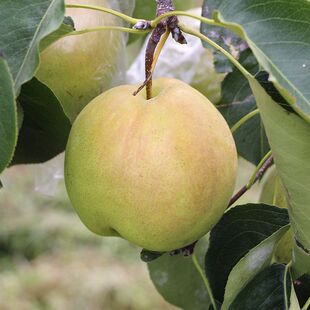 山西平陆特产正宗玉露香梨脆甜多汁5/8斤礼盒装脆甜香梨子