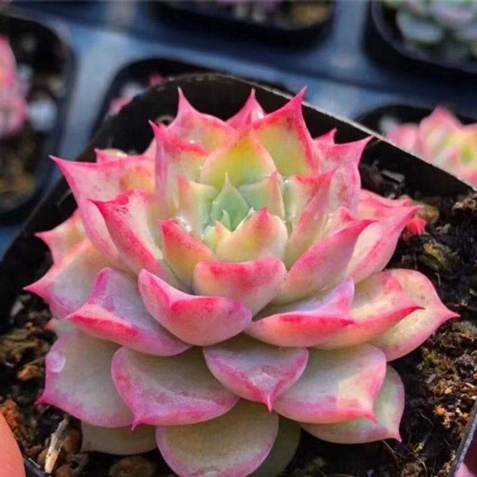小海螺姑娘精品多肉植物盆栽好养新手新款稀有品种高档肉肉花卉
