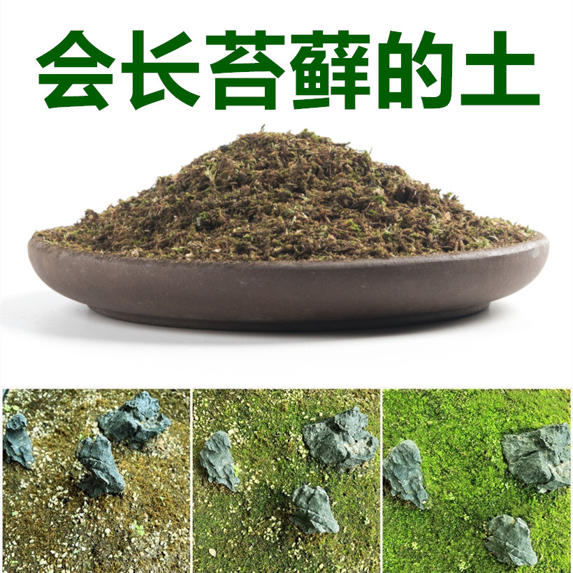 会长出苔藓的土庭院子绿化营养土绿植搭档微景观盆景盆栽青苔颗粒
