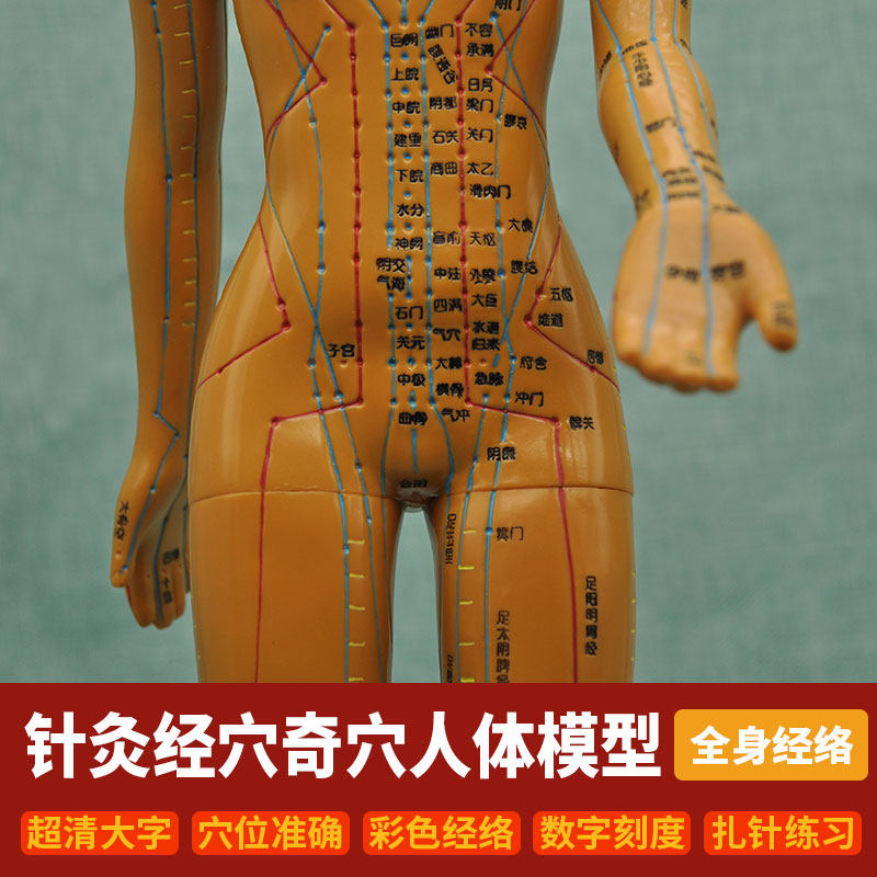 针灸模型人经络模型人十二经络走向图全身穴位模型人练扎针模型,文具电教/文化用品/商务用品,模拟人,淘宝优惠券,粉丝福利购,淘宝优惠卷