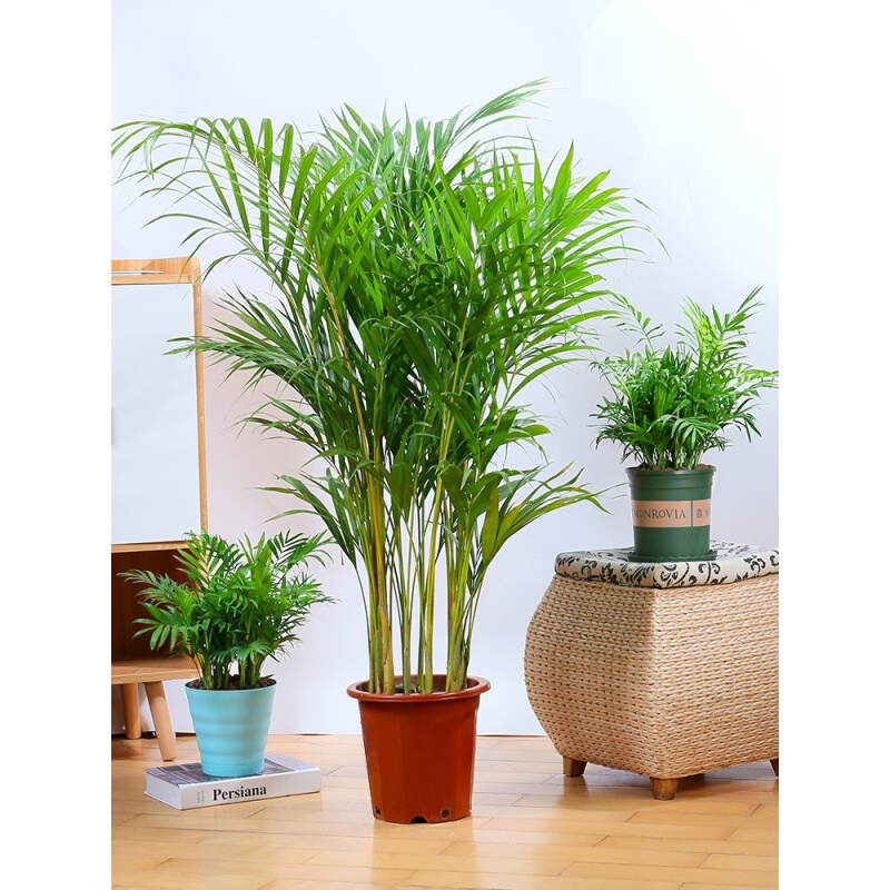 散尾葵大型盆栽植物室内客厅桌面绿植花卉四季观叶植物袖珍椰子