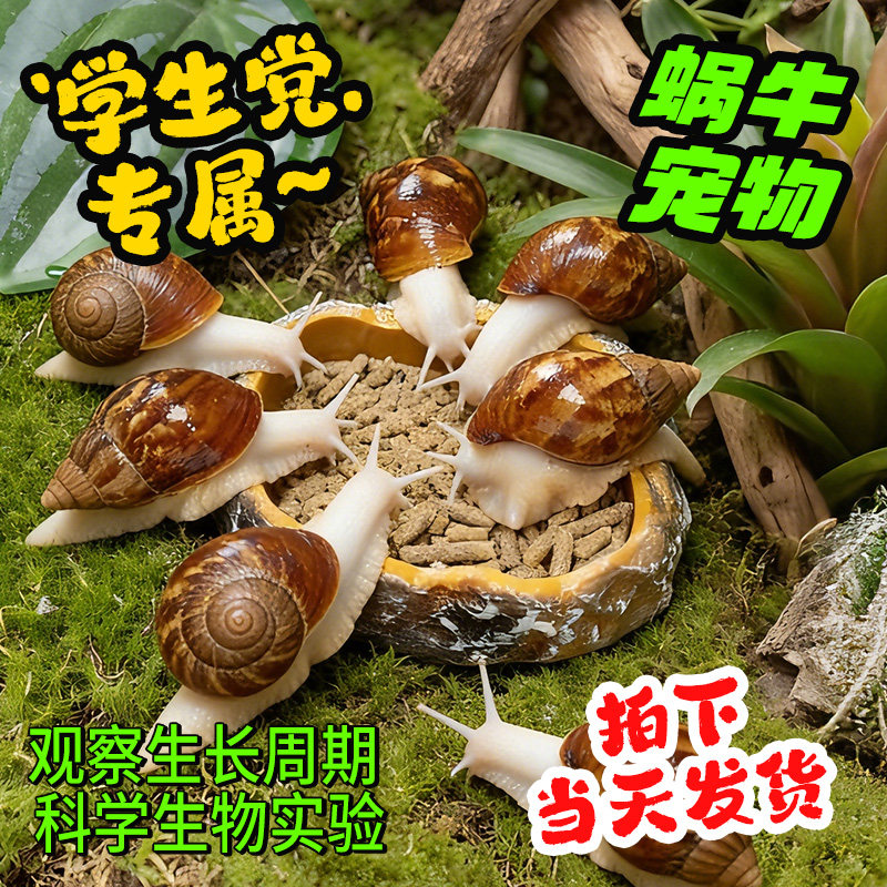 活体大蜗牛宠物学生实验白玉蜗牛观赏盒幼儿园教学观察包活赠饲料