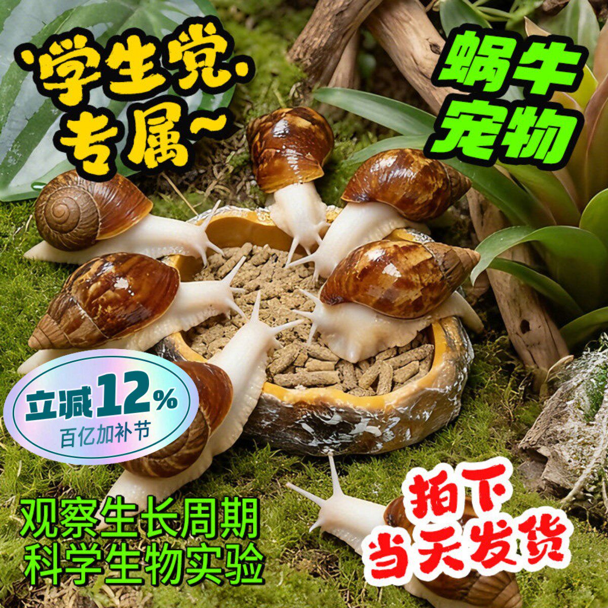 活体大蜗牛宠物学生实验白玉蜗牛观赏盒幼儿园教学观察包活赠饲料
