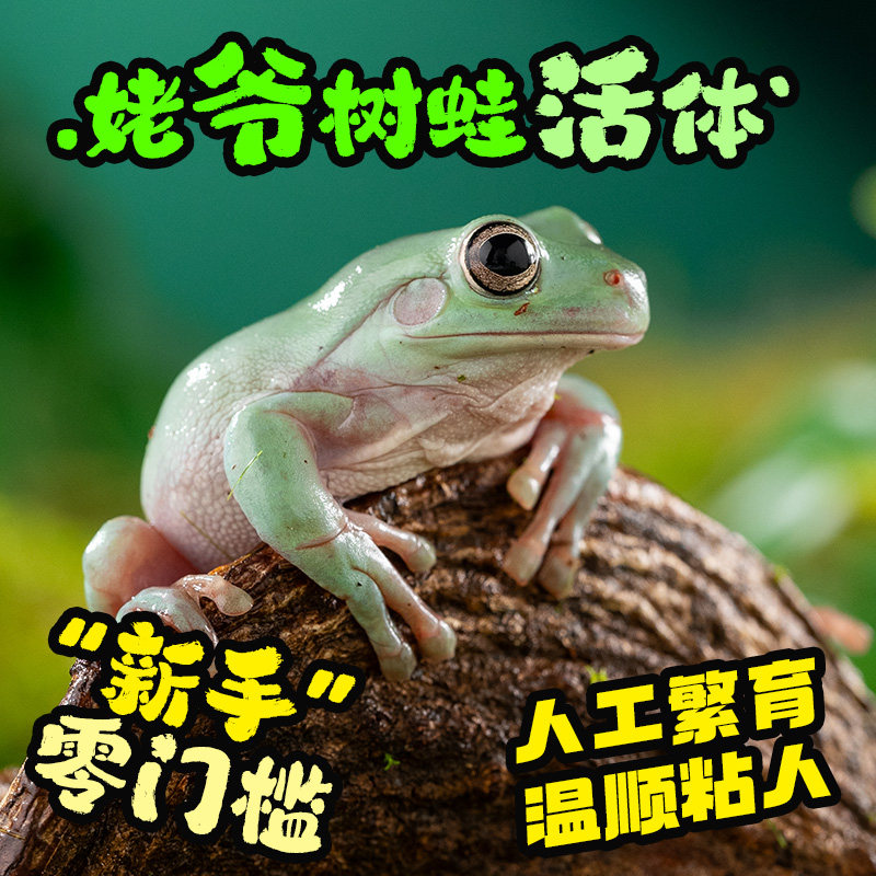 爬宠姥爷树蛙活体宠物小树蛙易养可爱幼体树蛙苗入门观赏绿姥爷蛙
