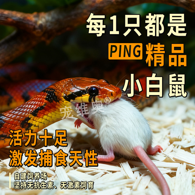 乳鼠活小白鼠喂宠物蛇角蛙饲料