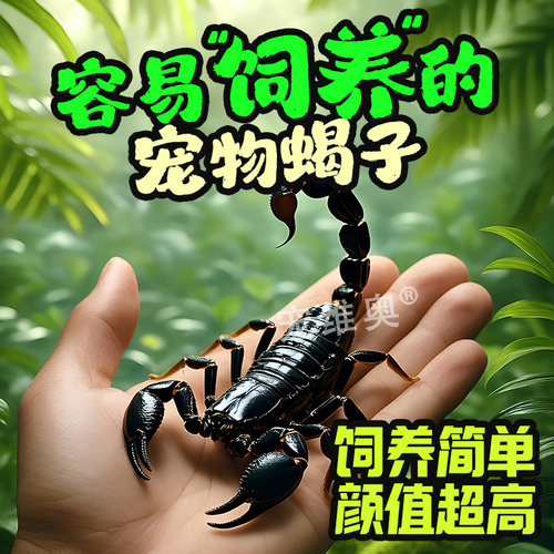亚洲雨林蝎超大宠物观赏异宠