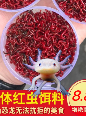 鲜活红虫六角恐龙鱼金龙鱼活体饲料血红虫活饵娃娃鱼蝾螈专用鱼粮