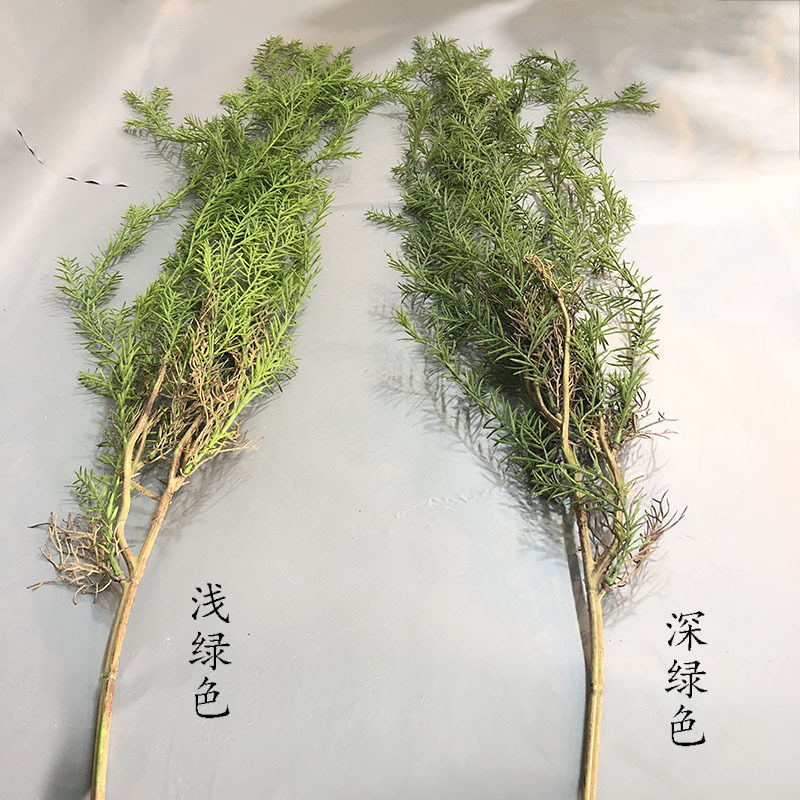 仿真绿植藤条金鱼草壁挂