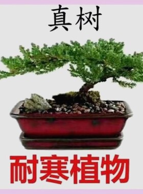 盆景真树盆景真树四季青植物松柏盆景地柏盆景室内外