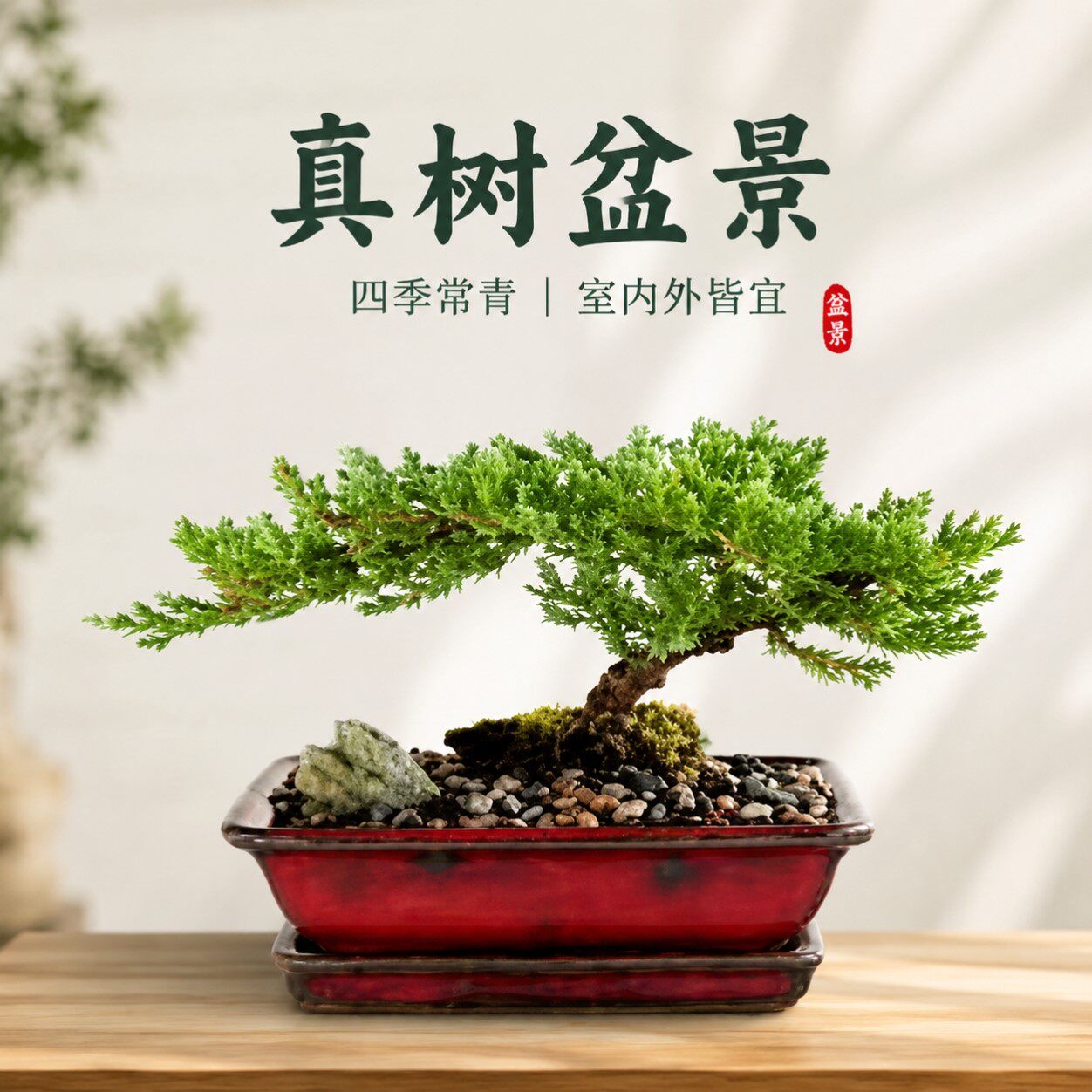 盆景真树盆景真树四季青植物松柏盆景地柏盆景室内外