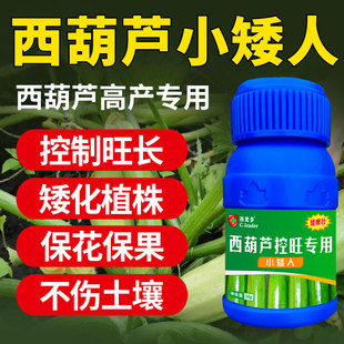 西葫芦专用控旺药控制旺长防徒长疯长控梢控秧肥矮壮剂增产矮壮素
