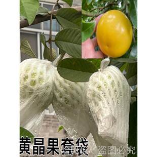 黄晶果专用套袋黄晶果套袋网袋防虫一体泡沫包装水果保护防鸟害虫