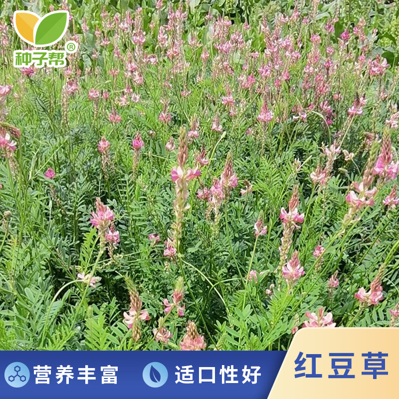 人气绿肥牧草红豆草驴食草蜜源固氮改善土壤防沙适应型强饲用畜禽