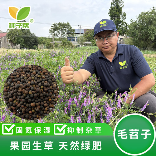 毛苕子秋季播种绿肥种子固氮保湿