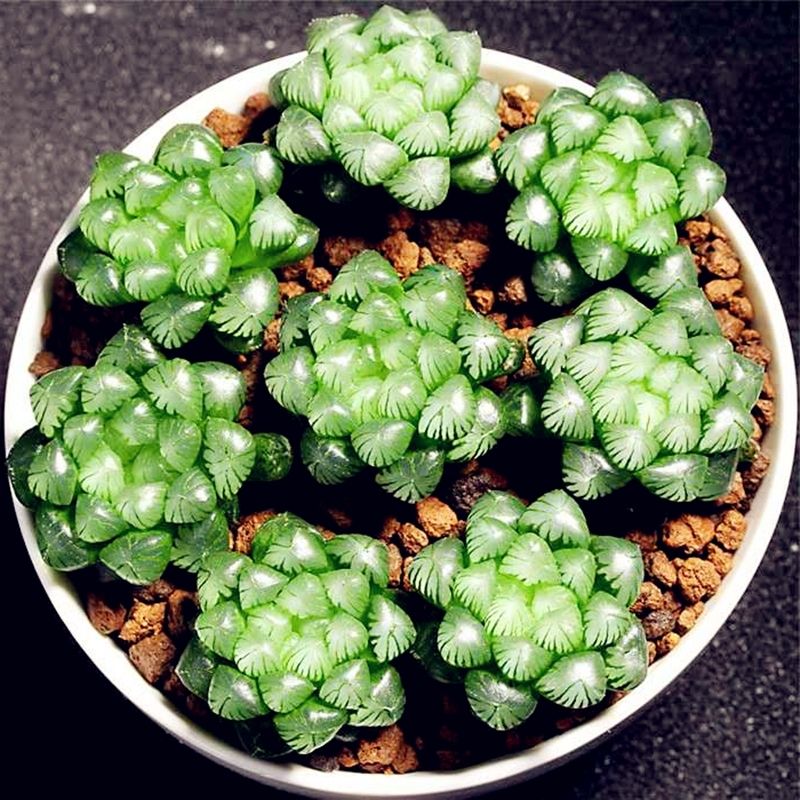 玉露多肉植物透明价格 玉露多肉植物透明图片 星期三 玉露多肉植物透明价格 玉露多肉植物透明图片 星期三