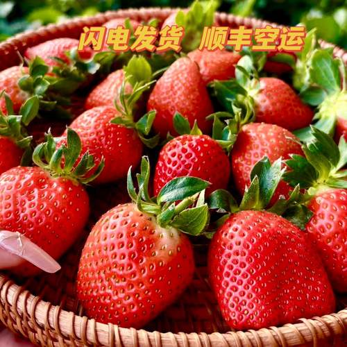 隋珠香野草莓现摘现发纯甜坏包赔