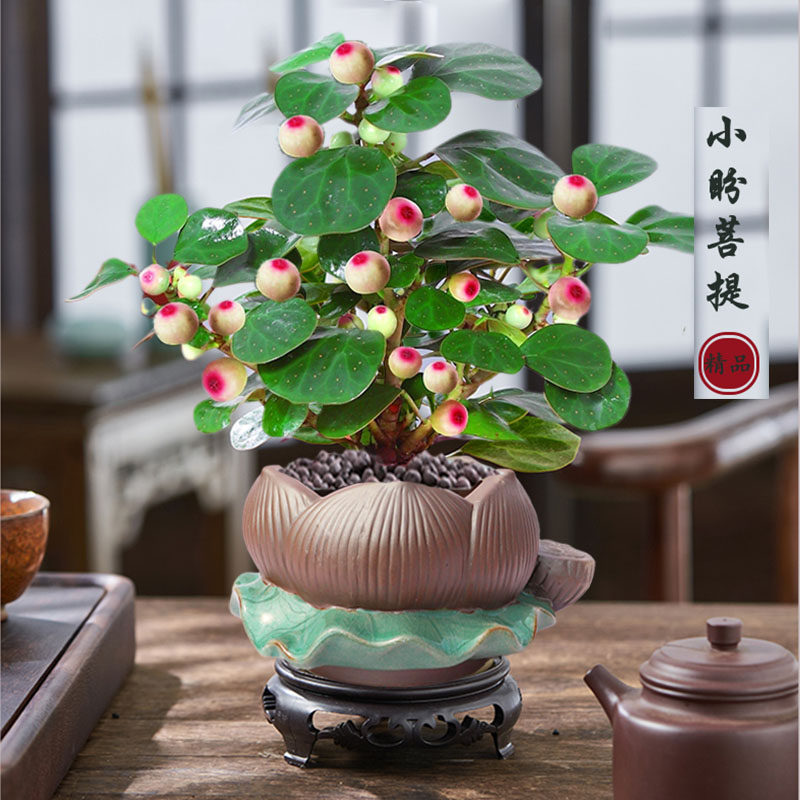 小盼小叶菩提树盆栽带果植物办公室内桌面好养禅意客厅绿植微盆景