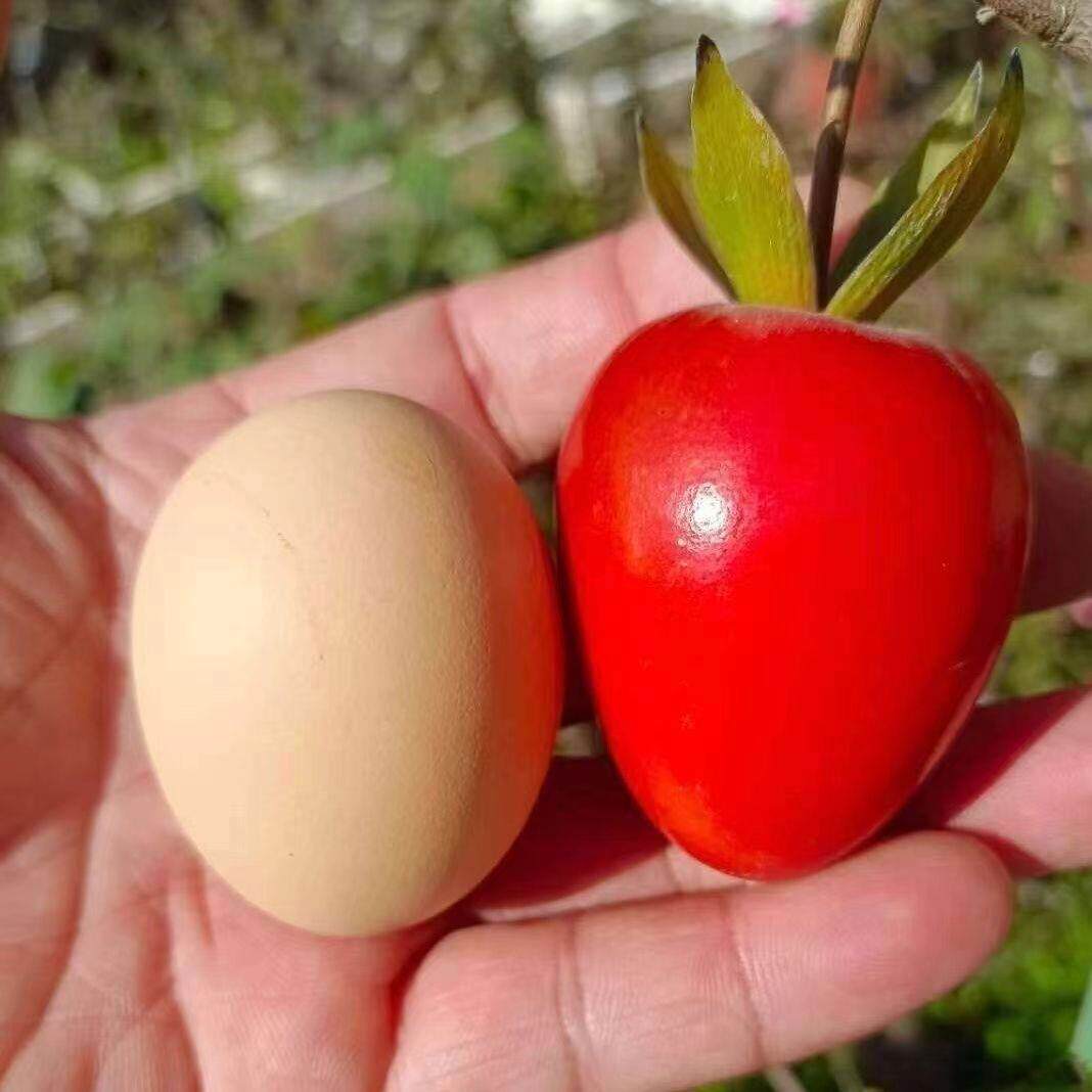 老鸦柿梦之雫天王可做嫁接枝条精品盆景栽原生扦插母桩小树果新鲜