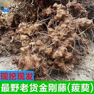 江西新鲜现挖菝葜根金刚藤刺干铁菱角马甲头马加勒山归来野生