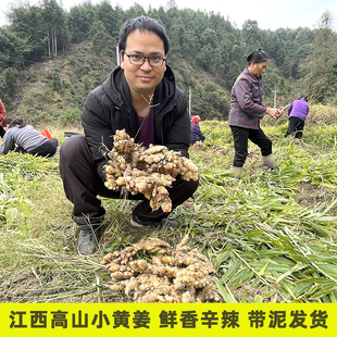 江西土生姜小黄姜现挖老黄姜土姜母姜月子姜黄姜姜新鲜蔬菜嫩姜