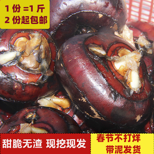 江西赣南土特产赣州马蹄荸荠新鲜地栗水果1斤送礼中大果脆甜