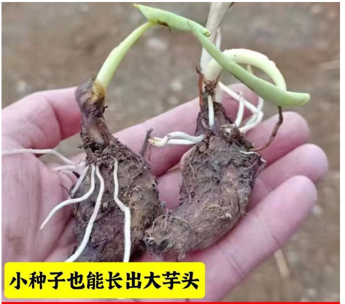 江西新鲜粉糯发芽芋子种子小毛芋芋头红芽芋仔芋艿仔子种苗秧苗