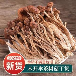 2023年古田农家茶树菇农家不开伞新鲜500g茶薪菇干货香菇蘑菇