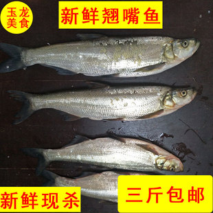 新鲜翘嘴鱼翘嘴白鱼大翘嘴鱼刁子鱼大白刁大白鱼淡水鱼丹江口直发