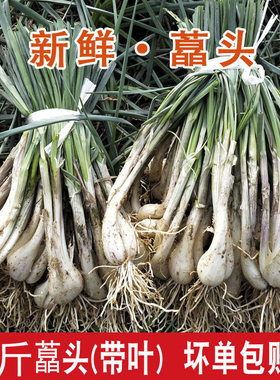 好香新鲜现挖炒肉好吃