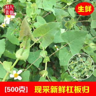广西新鲜现采杠板归 河白草 老虎脷 中草药材蛇倒退蛇不过梨头刺