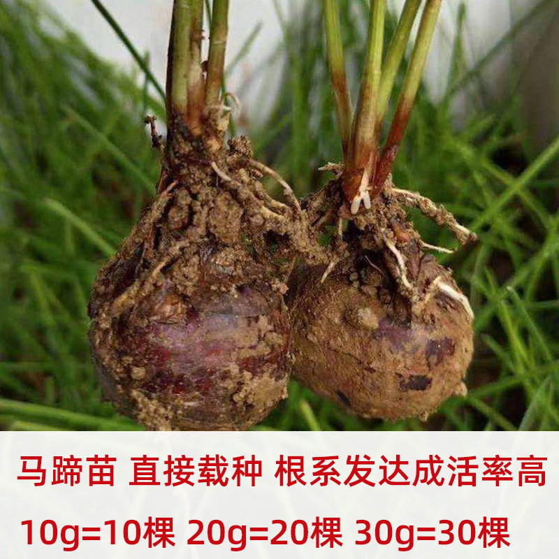 江西荔浦马蹄种苗精选荸荠种子种植高产水果马蹄组培苗新鲜水10棵