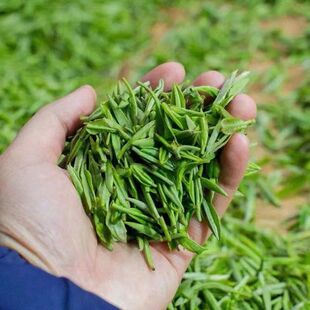 工厂直销 绿茶春茶新茶江西上犹毛尖茶日照早春高山云雾茶清香型