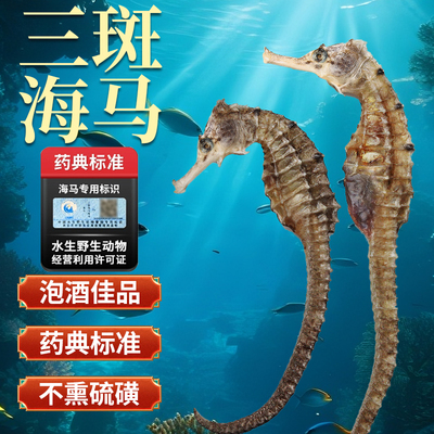 三斑海马干货中药材海马公母配对