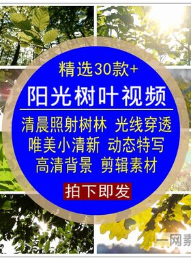 阳光树叶视频清晨照射森树林光线穿透过特写背景LED大屏剪辑素材