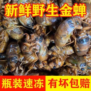 2026年鲜活野生知了猴金蝉新鲜现捕速冻现发知了龟节流龟顺丰冷链