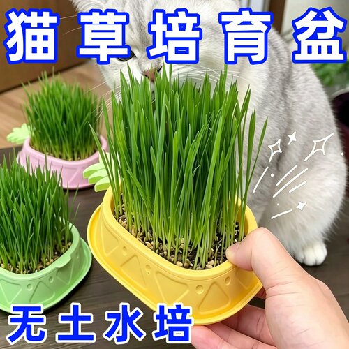 懒人猫草水培盆水培杯种植排毛球化毛草猫草杯猫草盆猫咪零食盆栽