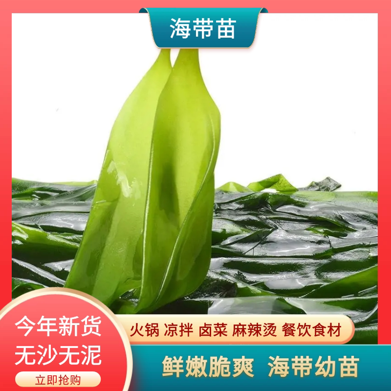 霞浦海带苗新鲜嫩苗幼苗火锅凉拌