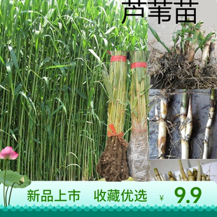 新芦苇苗河边鱼塘水池栽培绿植新品芦苇草植物竹子芦苇根花卉水养