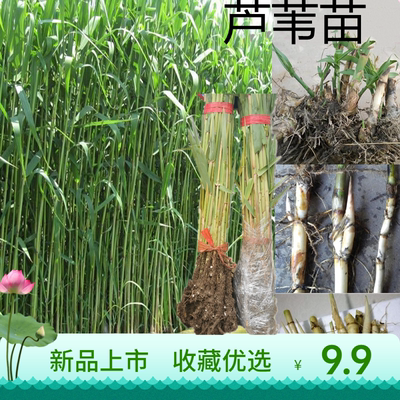 河边水池新品竹子花卉水养芦苇根