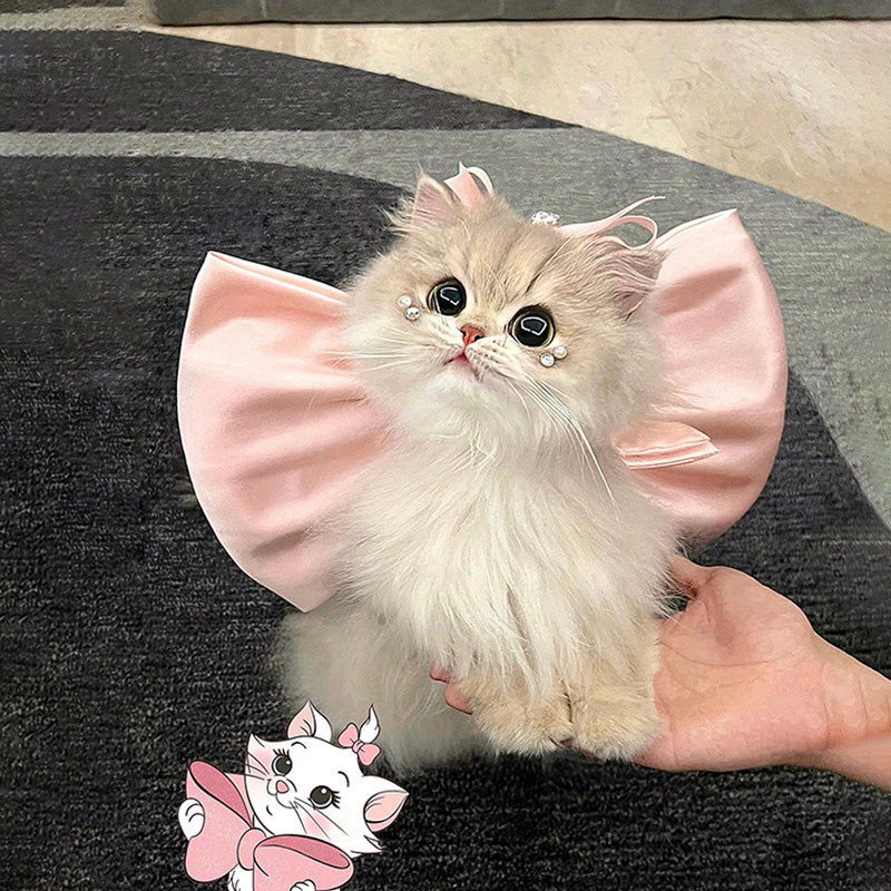 超大蝴蝶结猫咪项圈牵引绳脖圈装饰宠物领结防挣脱遛猫绳可爱创意