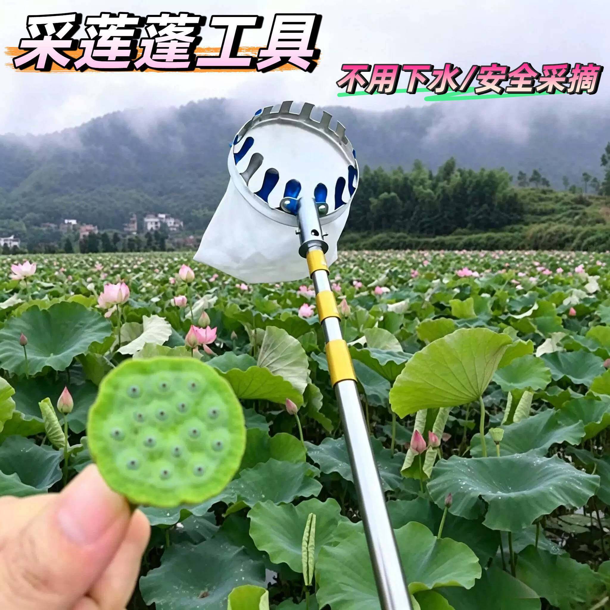 采莲蓬工具摘莲子荷花采摘神器伸缩杆高空摘果网兜钩子摘荔枝龙眼