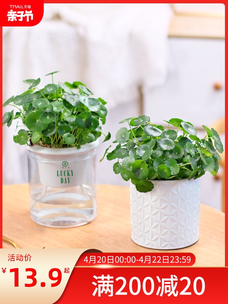 带盆栽好室内小绿植花草植物多少钱 带盆栽好室内小绿植花草植物优惠券免费领取 有条鱼