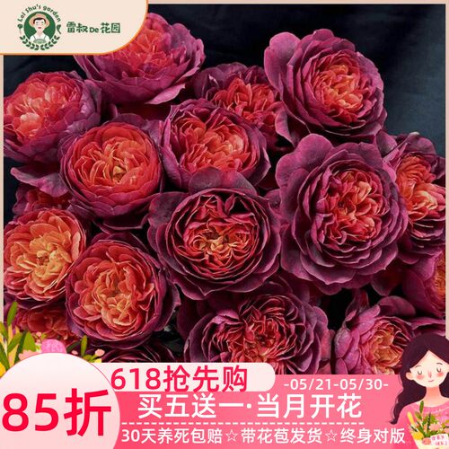 绝色果汁微型月季玫瑰花苗新品带盆栽好多季开花丰花勤花阳台庭院