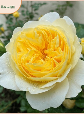 雷叔的花园诗人之妻月季花苗灌木金黄色大花浓香阳台庭院盆栽月季