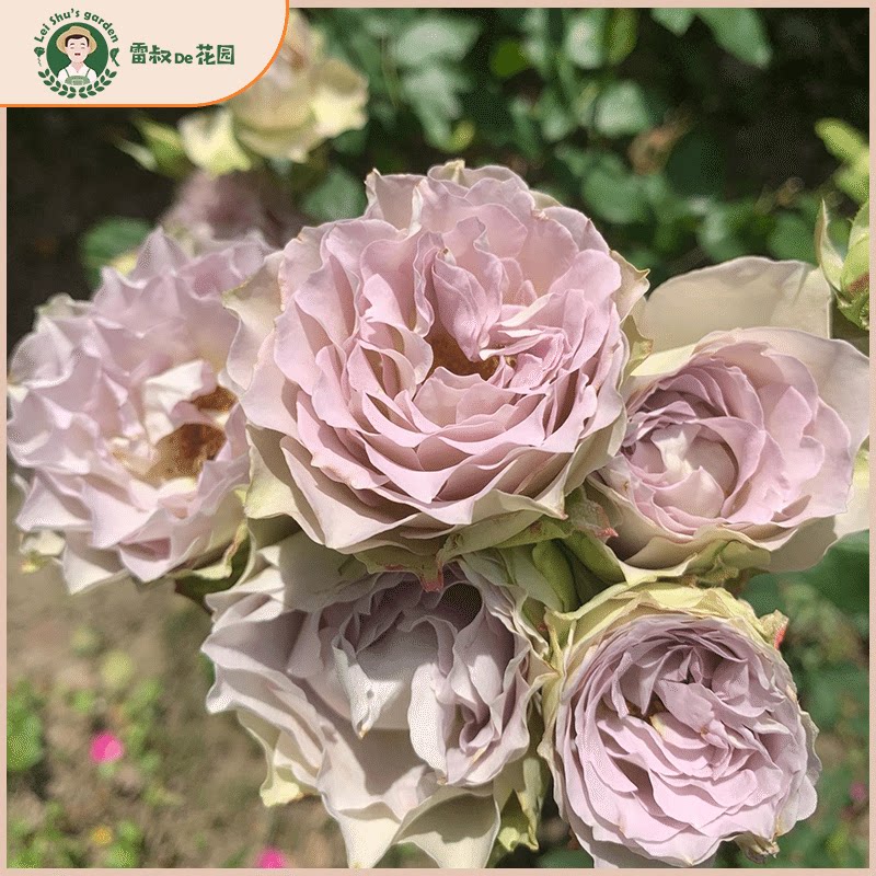 雷叔的花园青金石面纱灌木切花月季花苗带盆栽好四季开花复古色系