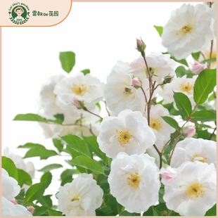 雷叔家玛丽帕维奇灌木月季花苗带盆栽好四季开花浓香阳台庭院花园