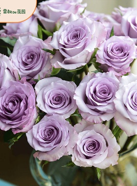 雷叔的花园海洋之歌月季花苗盆栽大花切花玫瑰花卉蓝紫色四季开花