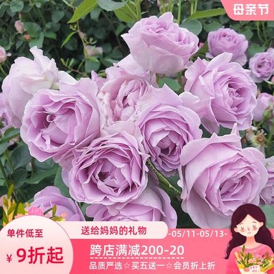 蓝色风暴月季花带盆栽好热销品