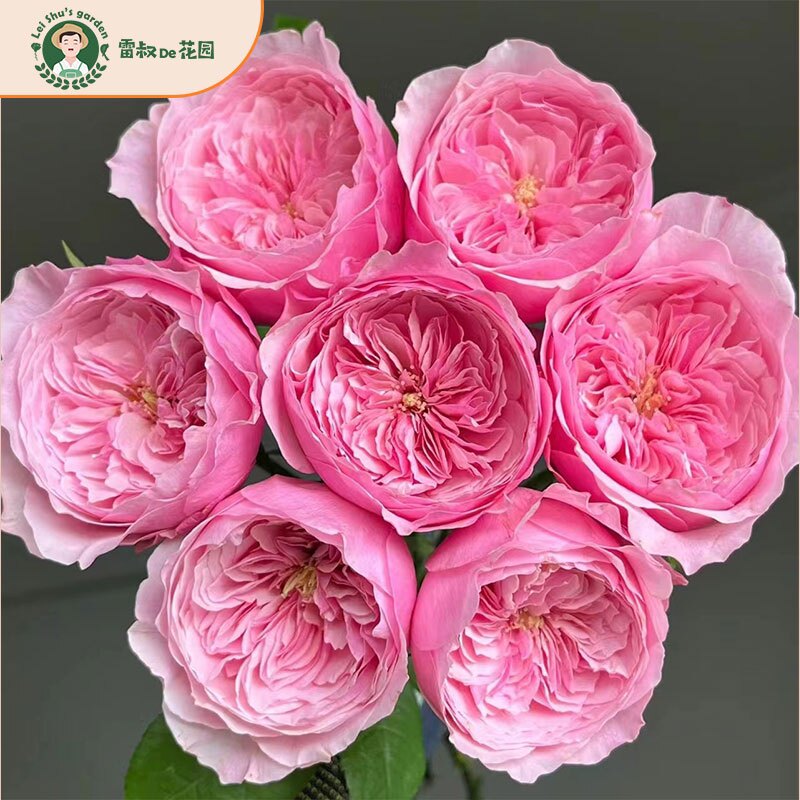凯丽月季大花浓香带盆栽好雷叔家