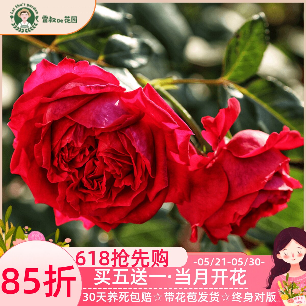 雷叔的花园红色龙沙宝石月季花苗大苗中小苗爬藤玫瑰花卉植物盆栽